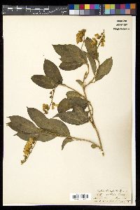 Polygala arillata image
