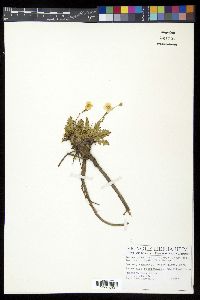Geum rossii image