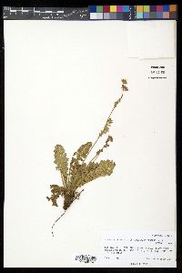 Geum rossii image