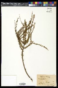 Adenostoma fasciculatum image
