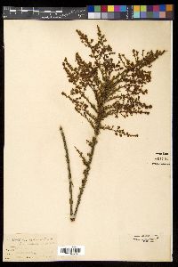 Adenostoma fasciculatum image