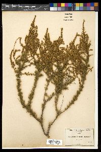 Adenostoma fasciculatum image
