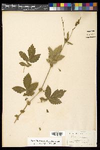 Agrimonia eupatoria image