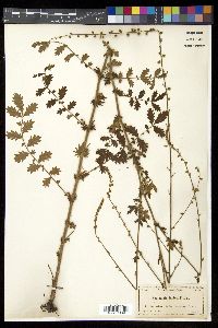 Agrimonia incisa image