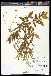 Agrimonia parviflora image