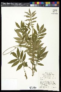 Agrimonia parviflora image