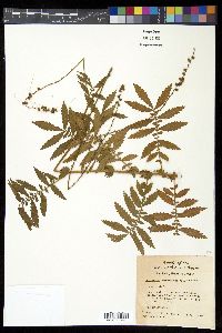 Agrimonia parviflora image