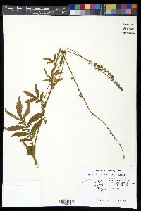 Agrimonia parviflora image