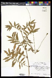 Agrimonia parviflora image