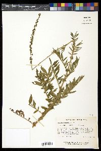 Agrimonia parviflora image
