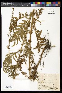 Agrimonia parviflora image