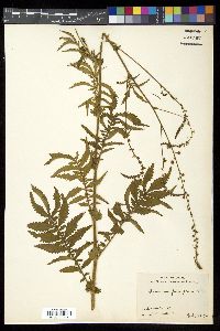 Agrimonia parviflora image