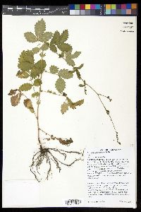 Agrimonia rostellata image