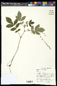 Agrimonia pubescens image