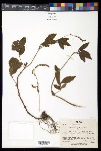 Agrimonia pilosa image