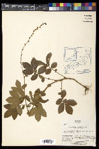 Agrimonia pilosa image