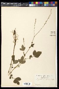 Agrimonia pilosa image