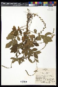 Agrimonia pilosa image