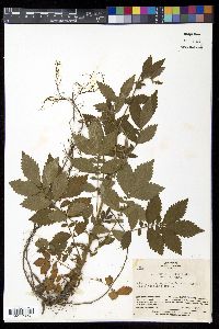 Agrimonia pilosa image