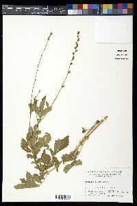 Agrimonia pilosa image