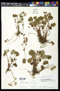 Alchemilla pectinata image