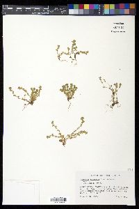 Alchemilla microcarpa image