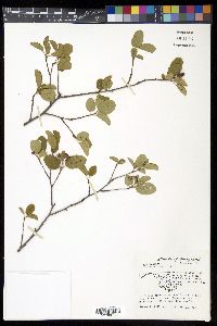 Amelanchier spicata image