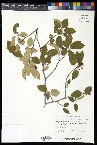 Amelanchier spicata image