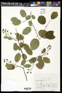 Amelanchier sanguinea image