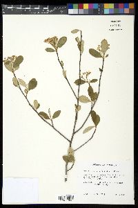 Photinia pyrifolia image