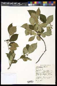 Aronia melanocarpa image