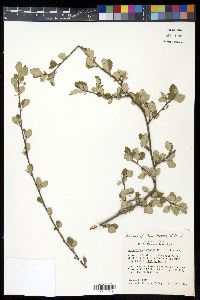 Cercocarpus montanus image