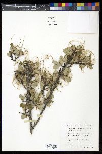 Cercocarpus montanus image
