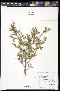 Cercocarpus montanus image