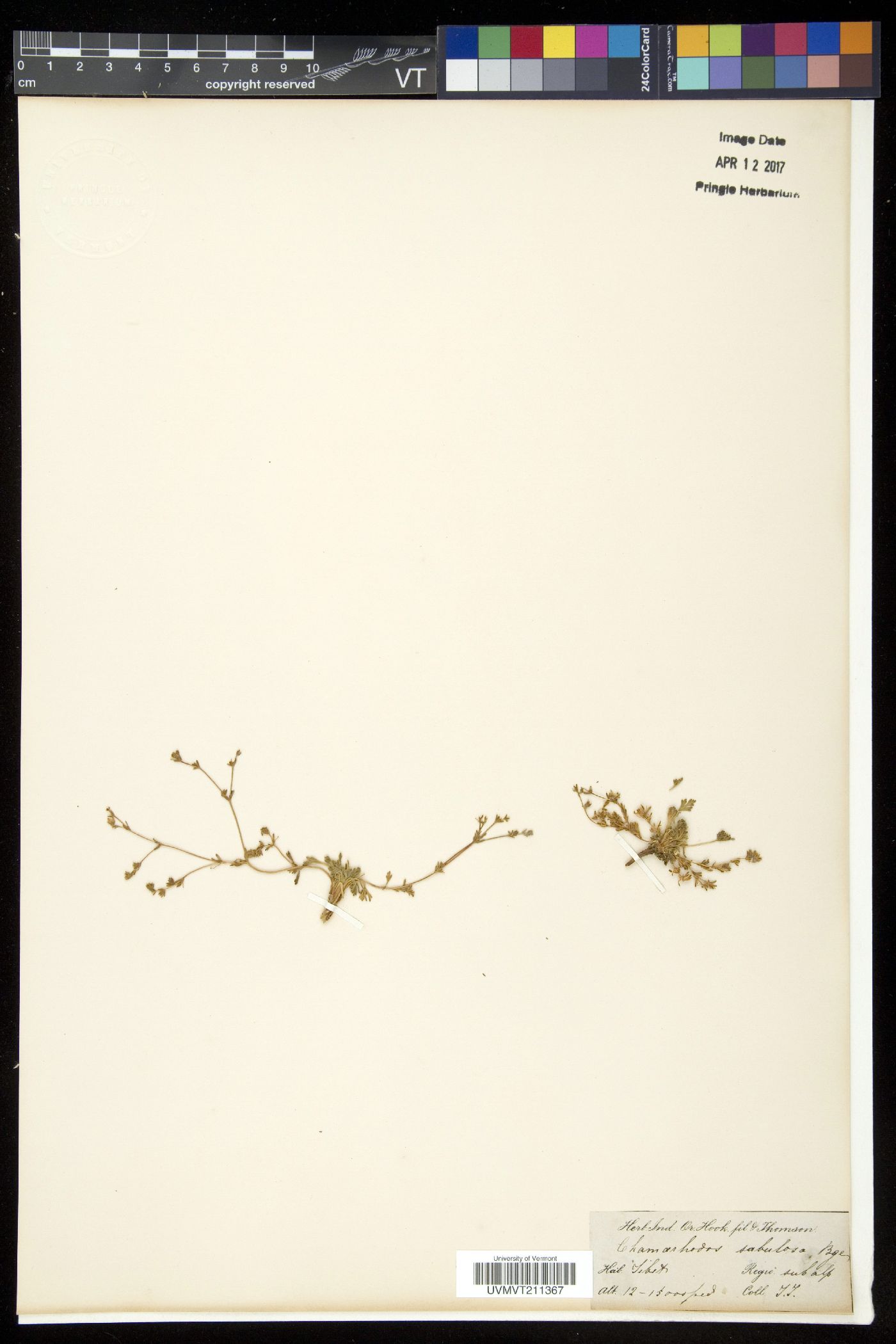 Chamaerhodos sabulosa image