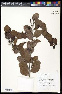 Chrysobalanus icaco image