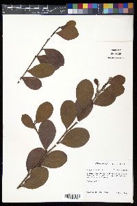 Chrysobalanus icaco image