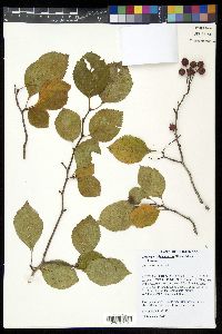 Crataegus calpodendron image