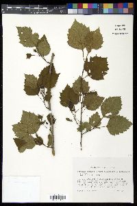 Crataegus pruinosa image