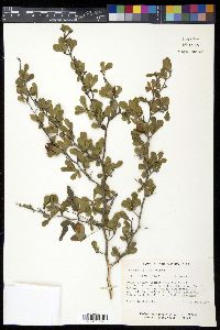 Crataegus uniflora image