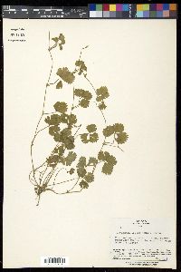 Potentilla indica image