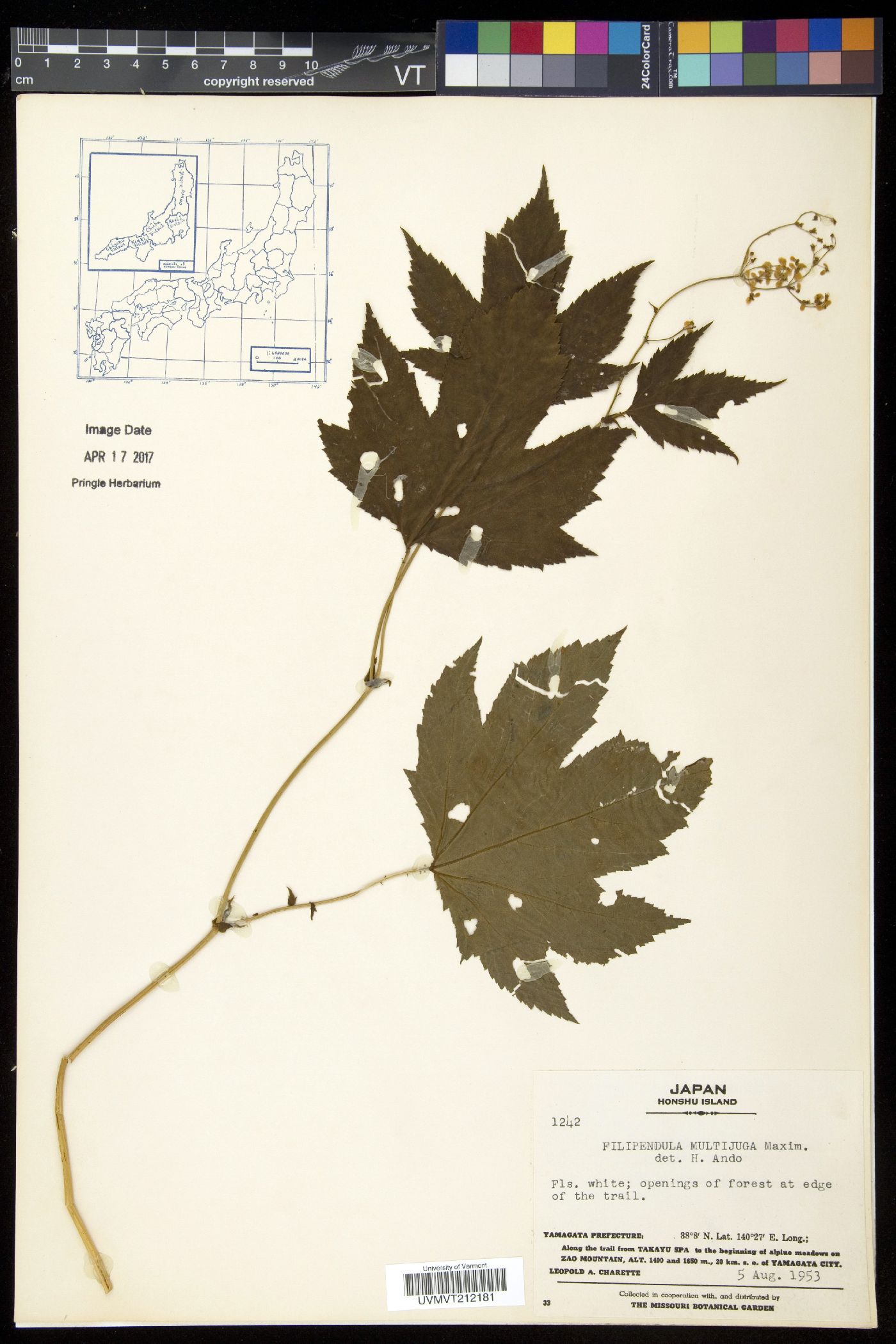 Filipendula multijuga image