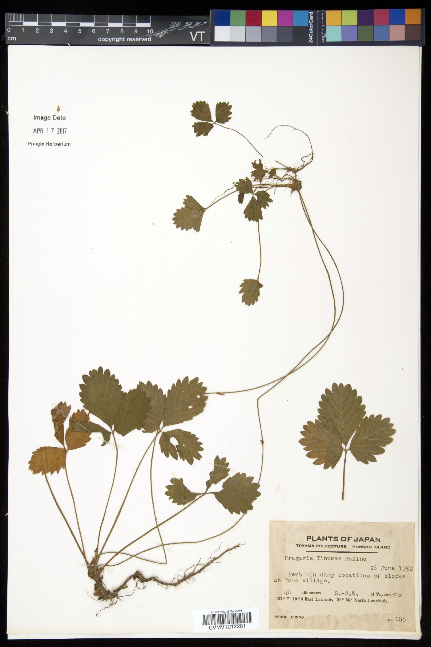 Fragaria iinumae image