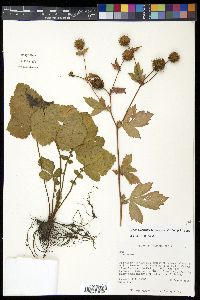 Geum aleppicum image