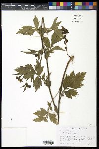 Geum aleppicum image