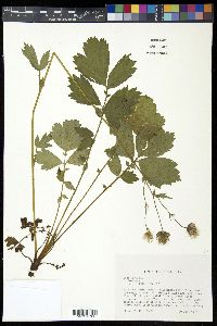 Geum rivale image