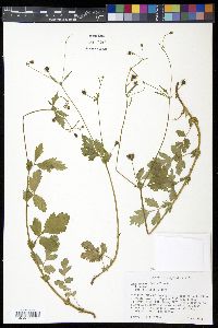 Geum vernum image