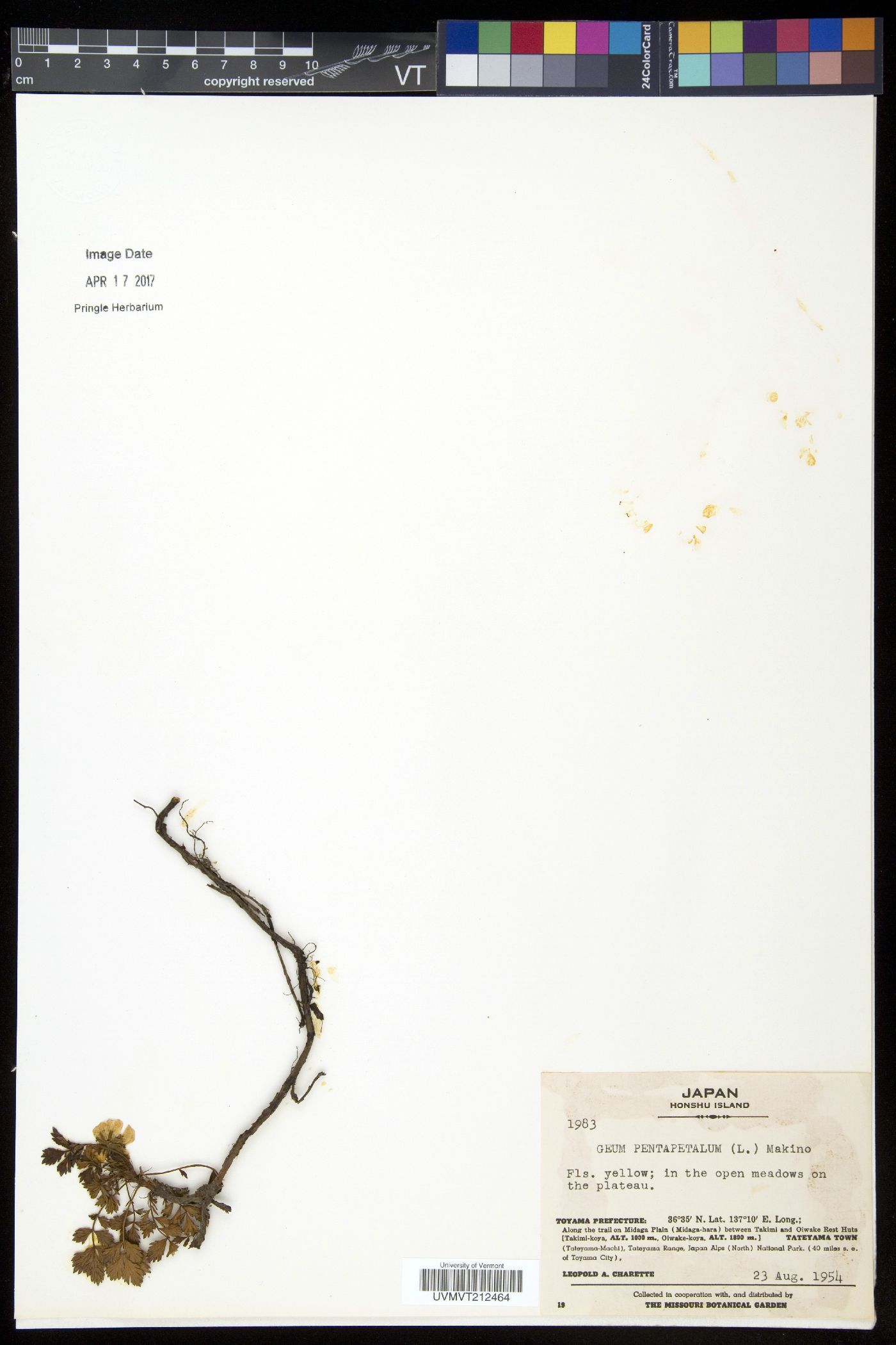 Geum pentapetalum image