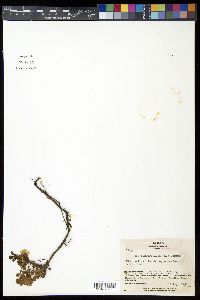Geum pentapetalum image