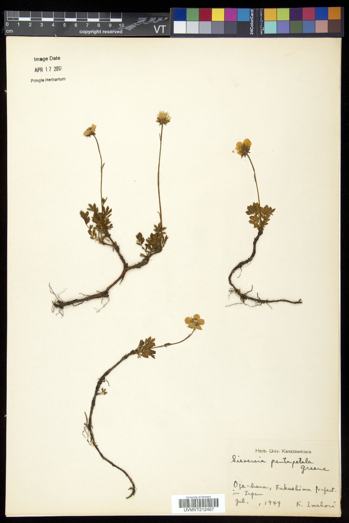 Sieversia pentapetala image